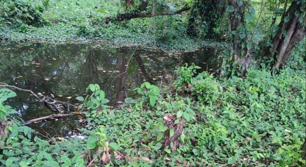 Leridenses se alistan para defender bosque nativo