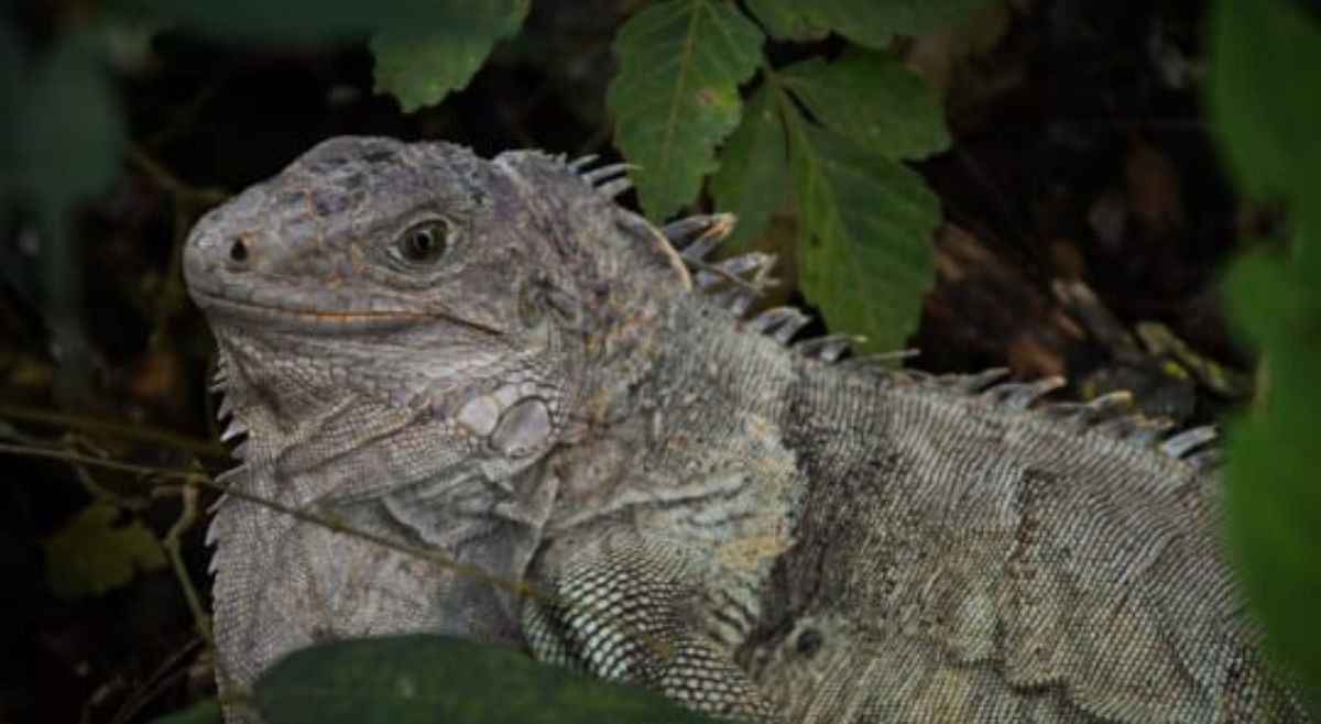Masiva liberación de fauna silvestre hace Cortolima