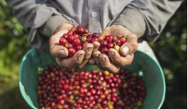 Lluvias hicieron retroceder producción de café