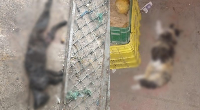 Lo que se sabe de los gatos que aparecieron muertos en la Plaza de La 14