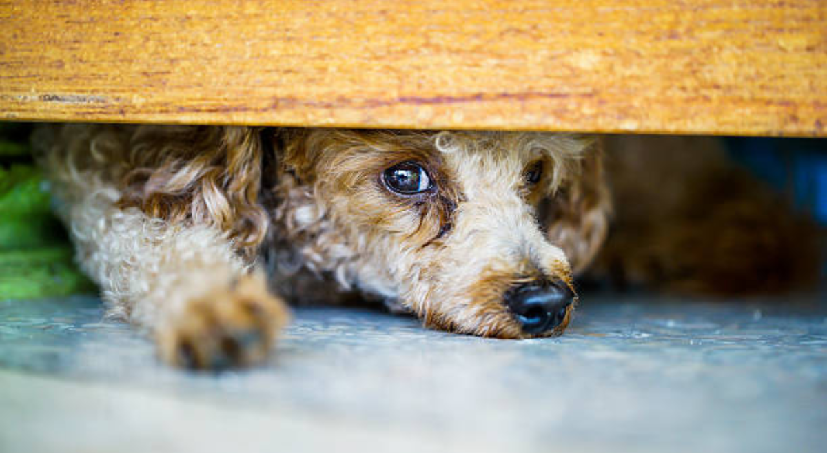 Veterinario falso que causó sufrimiento injustificado a una canina