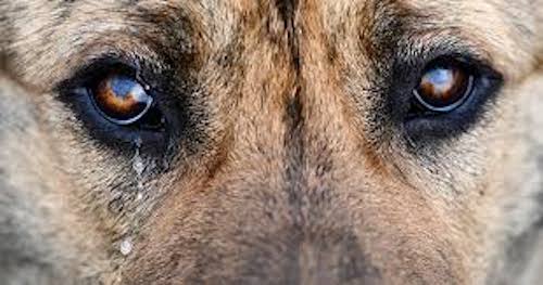 Protección y bienestar animal, una responsabilidad de todos