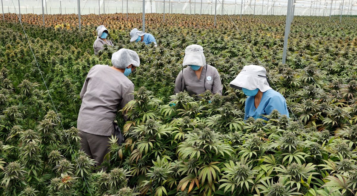 Marihuana recreativa, cada vez más cerca de ser legal en Colombia