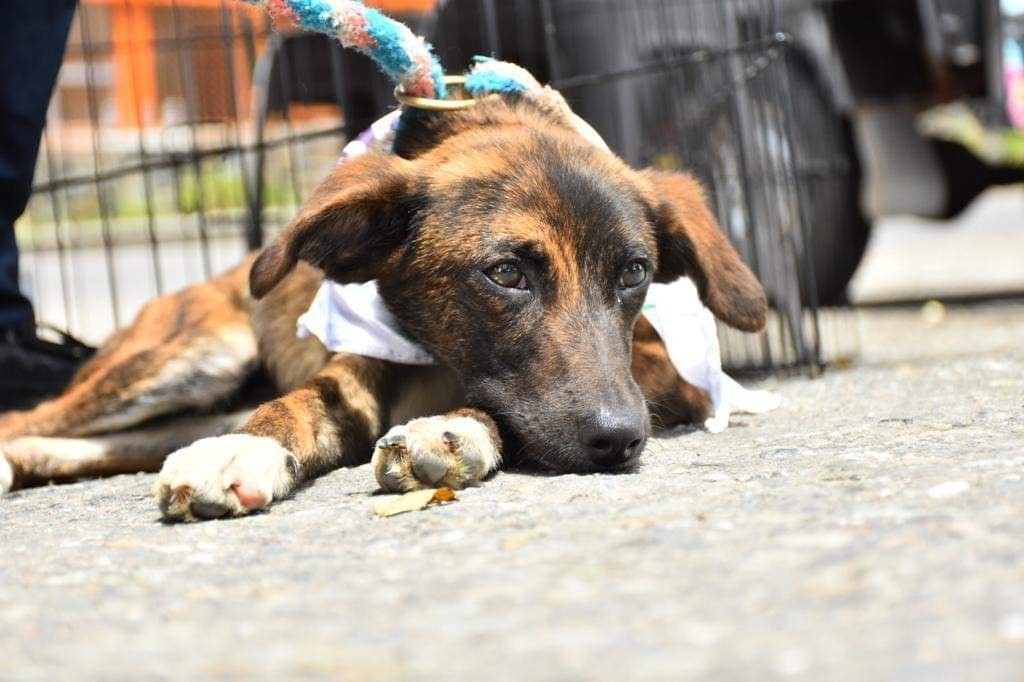 Más de 80 perros y gatos esperan encontrar un hogar esta Navidad en Ibagué