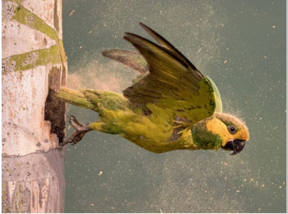 ‘Naturaleza y Asombro’, el libro que muestra la riqueza de aves de Colombia