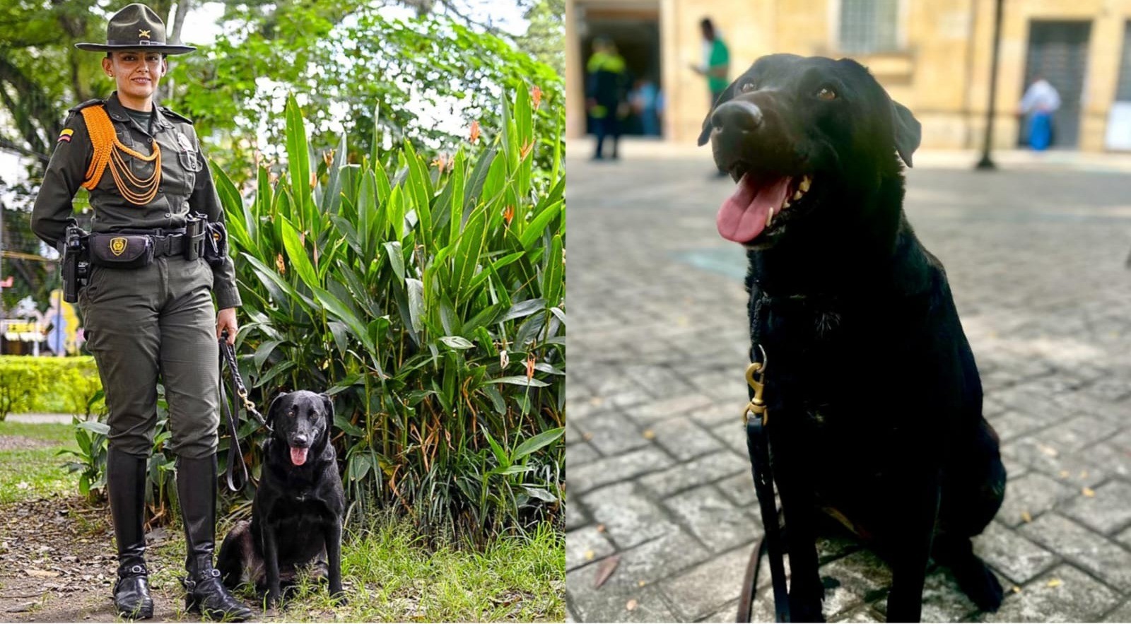 Osaka, la perrita que identificó millonario cargamento de cocaína en Ibagué