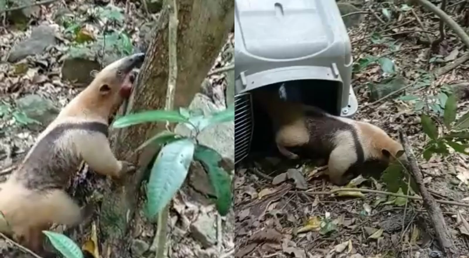 Oso hormiguero que fue atropellado regresó a la libertad