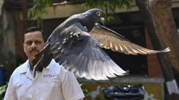 Paloma detenida por espionaje en India es liberada tras 8 meses en cautiverio