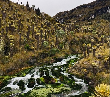 Páramo “Los Nevados”, camino al desarrollo del turismo de naturaleza en el Tolima