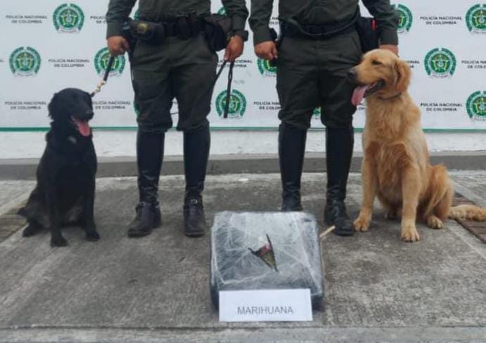 Perro antinarcótico descubrió 4.200 dosis de marihuana en Ibagué