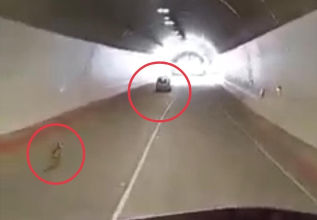 En video: perro corre tras vehículo luego de ser abandonado en la vía Cajamarca - Calarcá