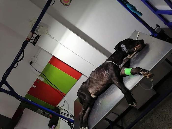 Técnico Veterinario enterró vivo a un perro en Flandes