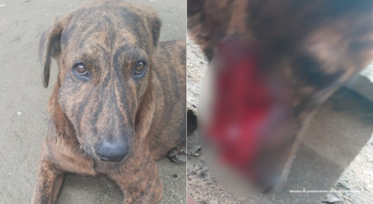 Perros sufrieron brutales agresiones en el Tolima