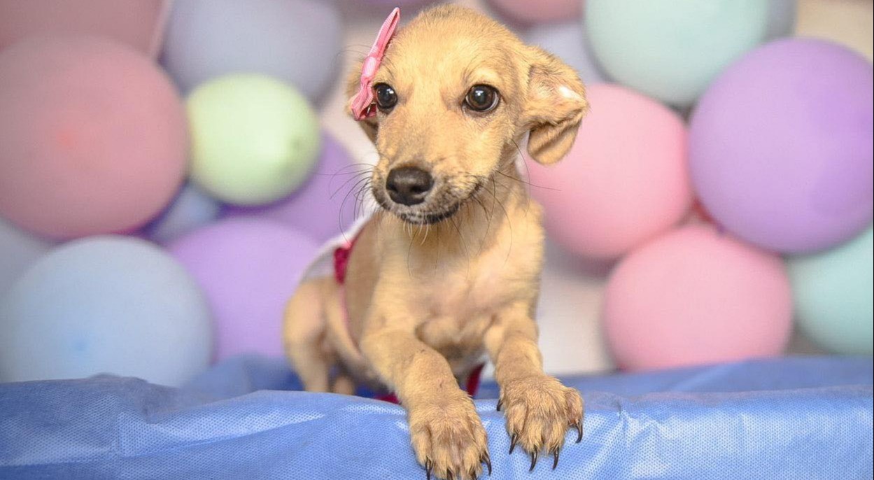 Perros y gatos rescatados de las calles buscan un hogar en Ibagué
