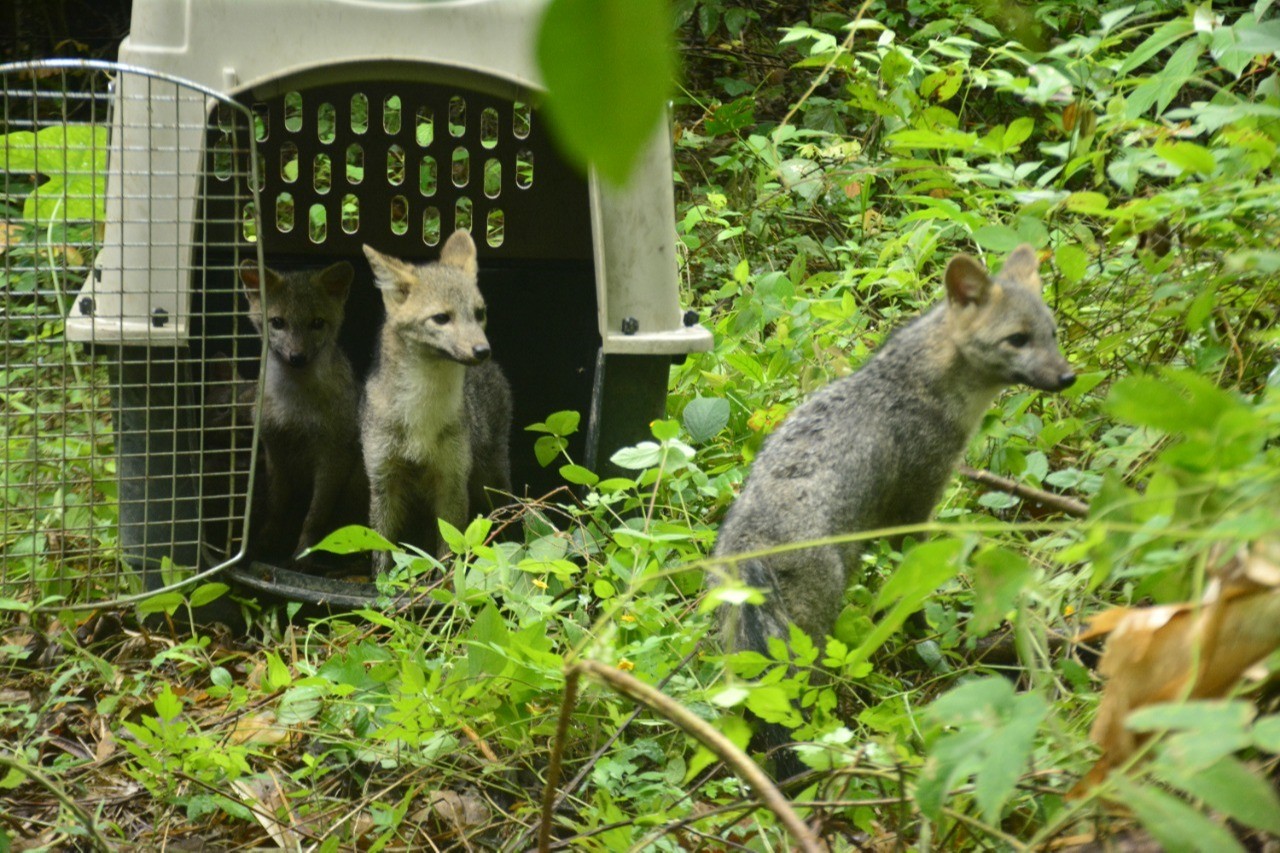 Pilas con sus mascotas: alertan por mortal virus que ya afecta a fauna silvestre en el Tolima