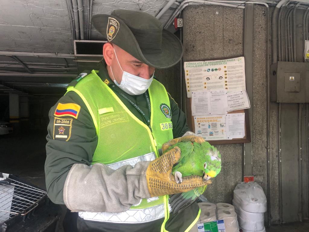 Policía incautó loros vivos y 40 animales disecados en viviendas de Ibagué