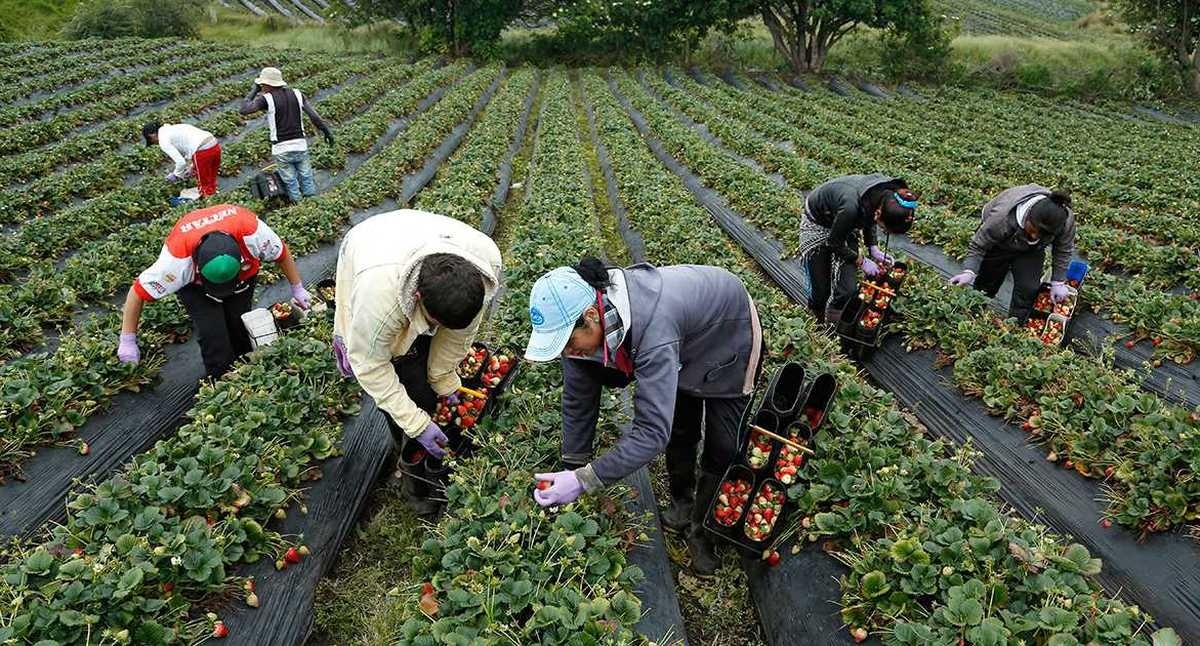 Reactivación económica y producción agropecuaria transforman el Sur del Tolima