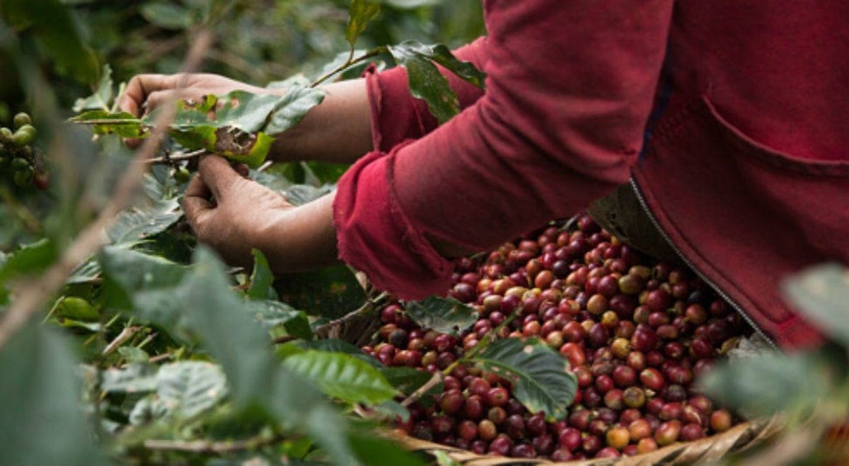 Producción de café en Colombia disminuyó en el 2022