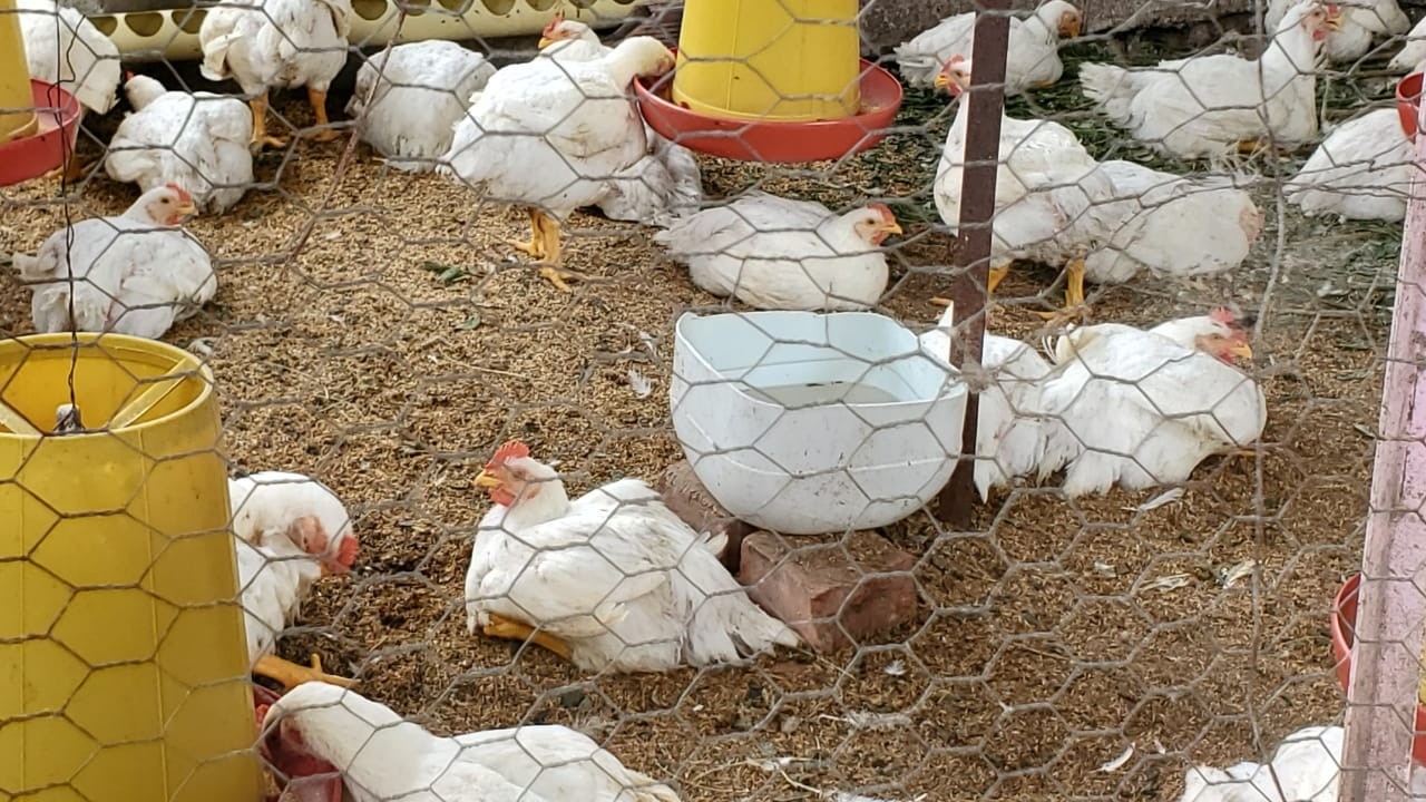 Producción de pollo en Natagaima se fortalece