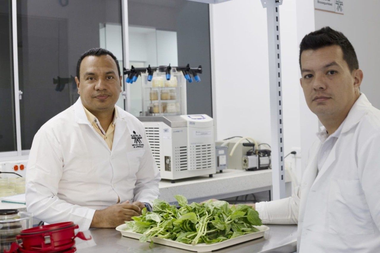 Convenio para producción de albahaca en el Tolima