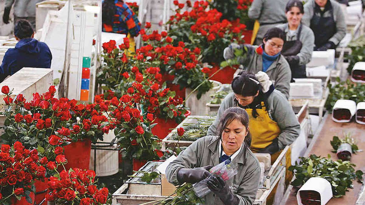 Colombia exportará más de 700 millones de flores por el Día de San Valentín