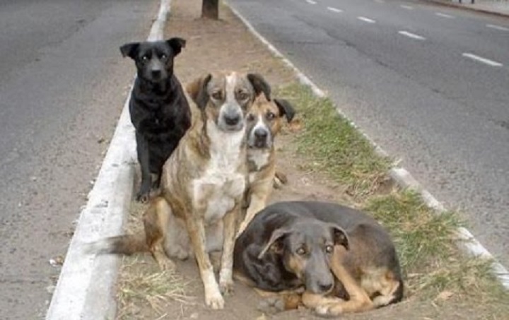 ¡Indignante! Queman vivo a un perro en Flandes