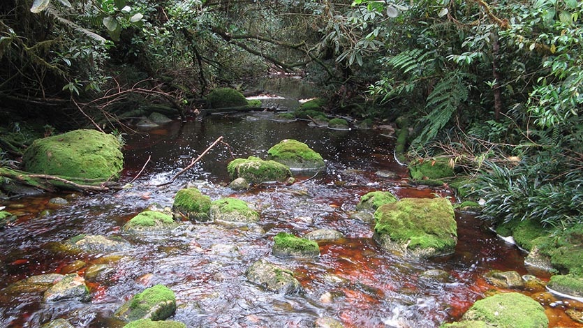 El Bosque Galilea: el nuevo Parque Natural Regional del Tolima
