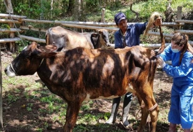 Vigilancia epidemiológica en zona rural de Anzoátegui (Tolima), realiza el ICA