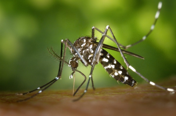Tolima: disminuyen los casos de dengue y aumentan los de leishmaniasis