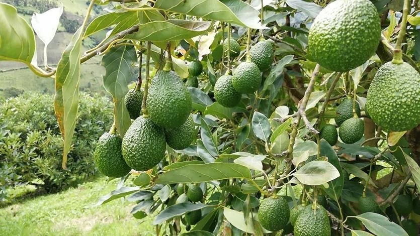 Zarpa primer cargamento de aguacate Hass colombiano hacia China