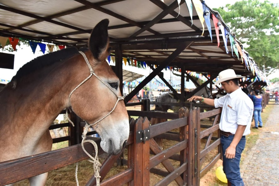 Regresa la tradicional Feria Equina y Bovina en el Coliseo de Ferias de Ibagué