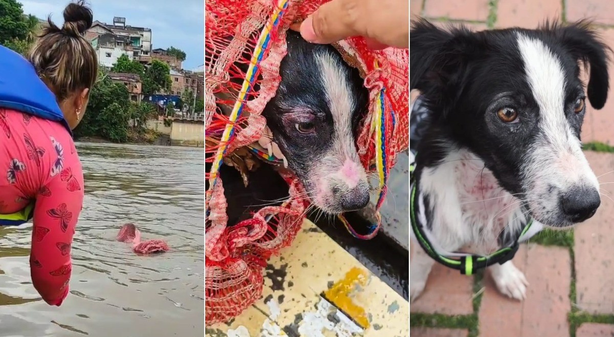 Rescatan a una perra que habían arrojado dentro de un costal en el río Magdalena