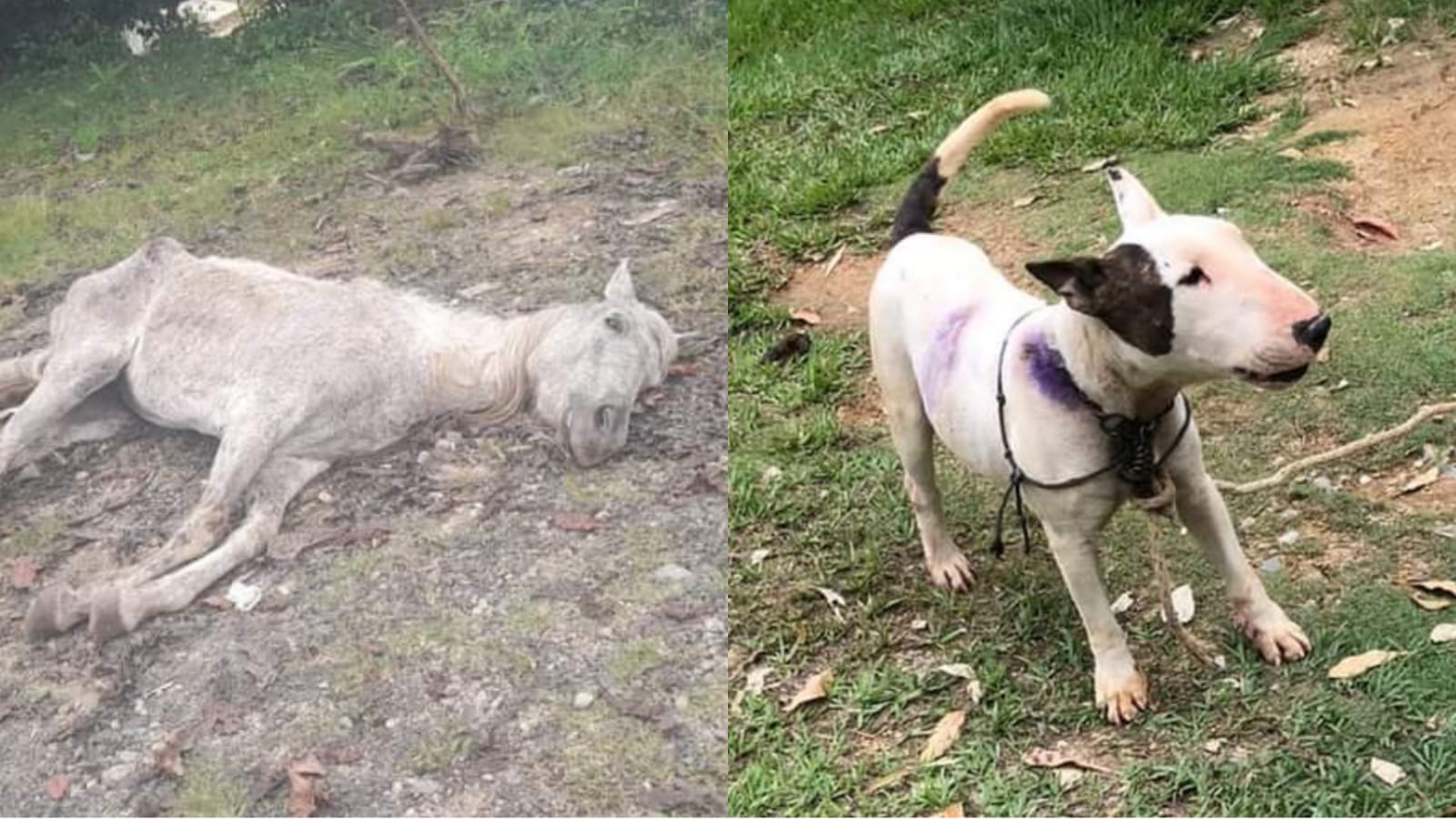 Rescatan en lamentables condiciones a un perro y un caballo en Rovira
