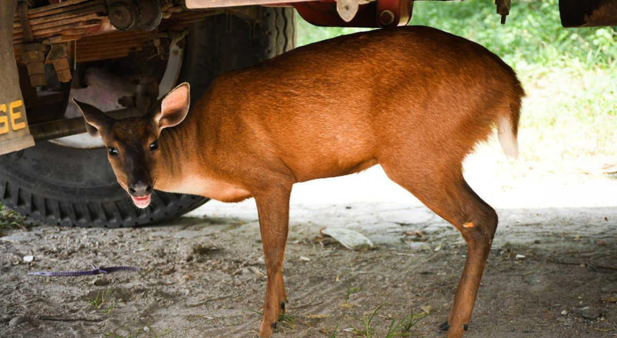 Rescatan venado que una familia tenía como mascota en Ibagué