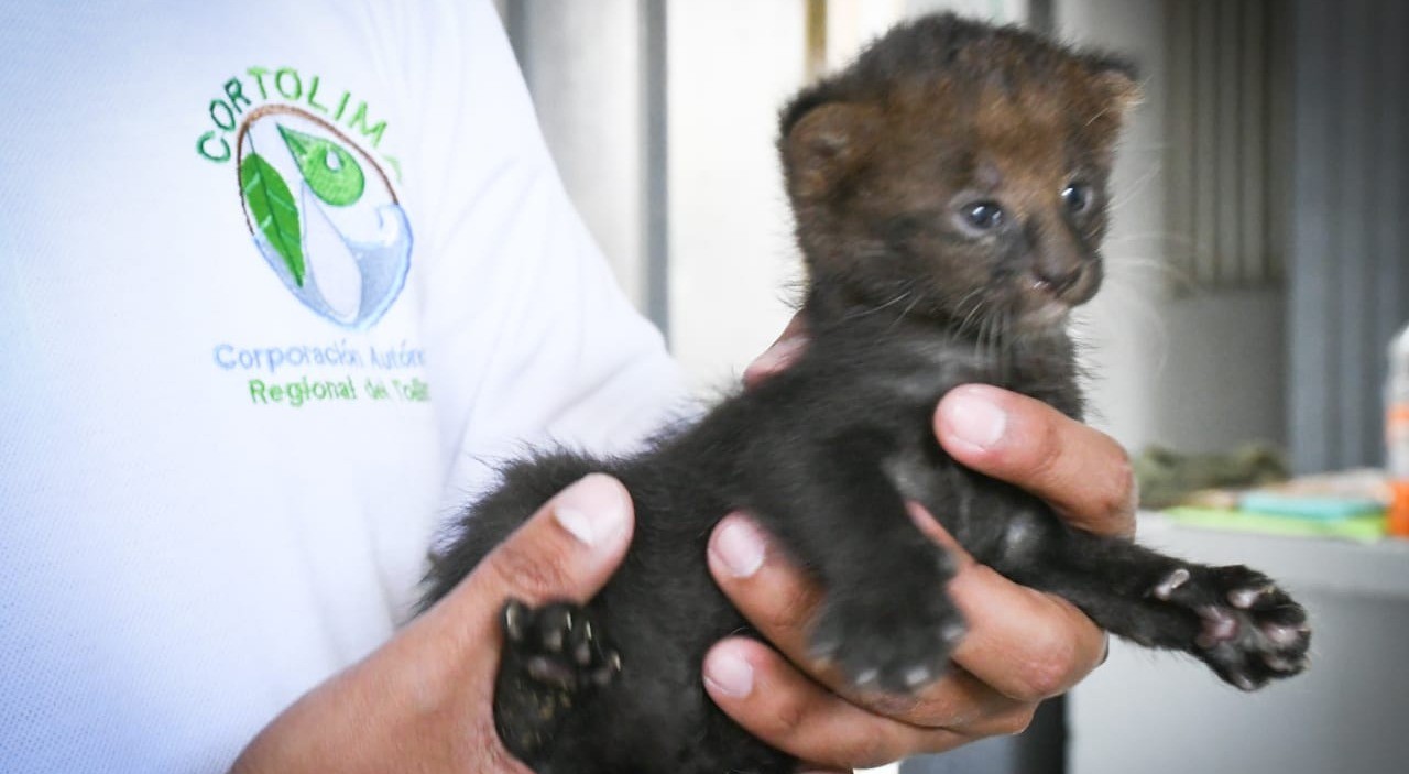 Rescataron dos jaguarandi en el Líbano creyendo que eran gatos