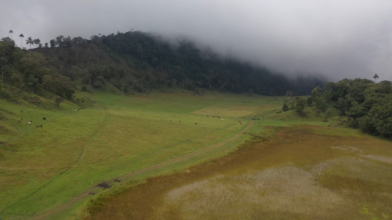 Reserva forestal del Cerro Machín fue declarada como área protegida