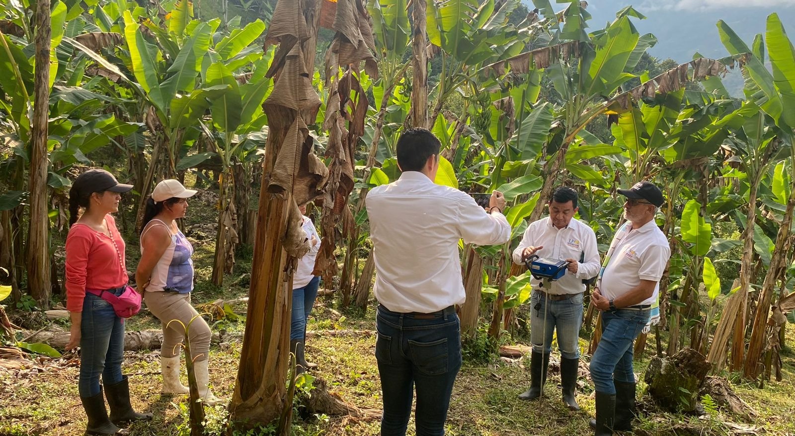 Residuos de plátano ahora serán contenedores biodegradables