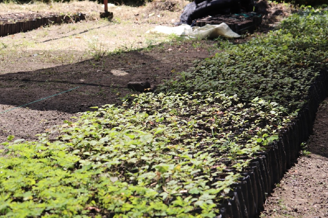 Cortolima asegura la producción de material forestal
