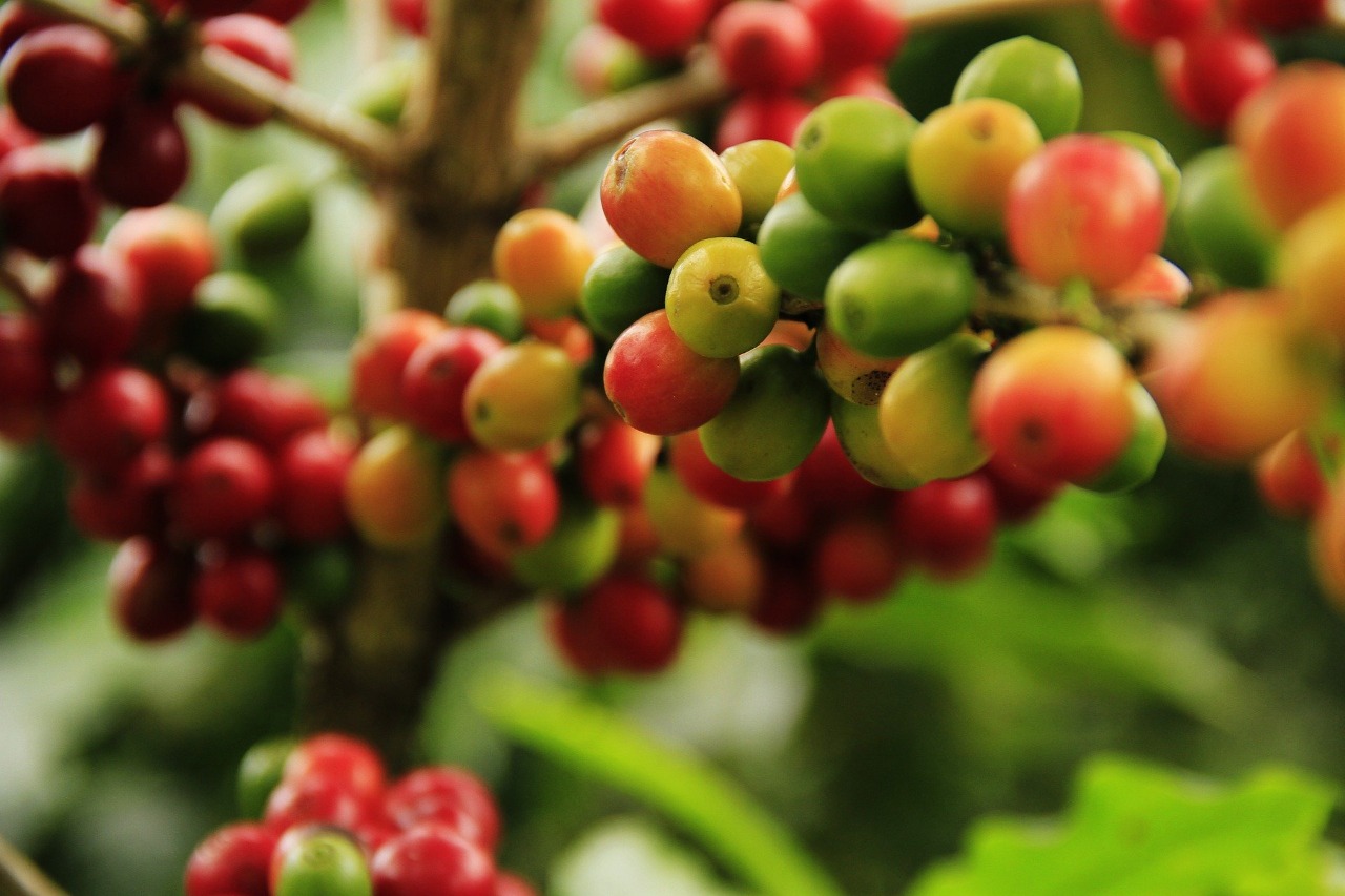 Se invierten 3.800 millones en la producción de café orgánico en Rioblanco (Tolima)