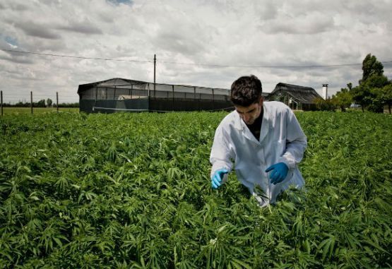 Sustituir cultivos de coca por marihuana