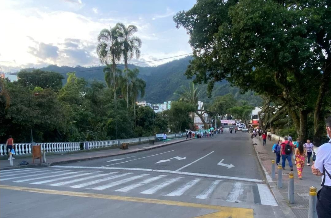 Tala de árboles en el centro de Ibagué, una fatalidad