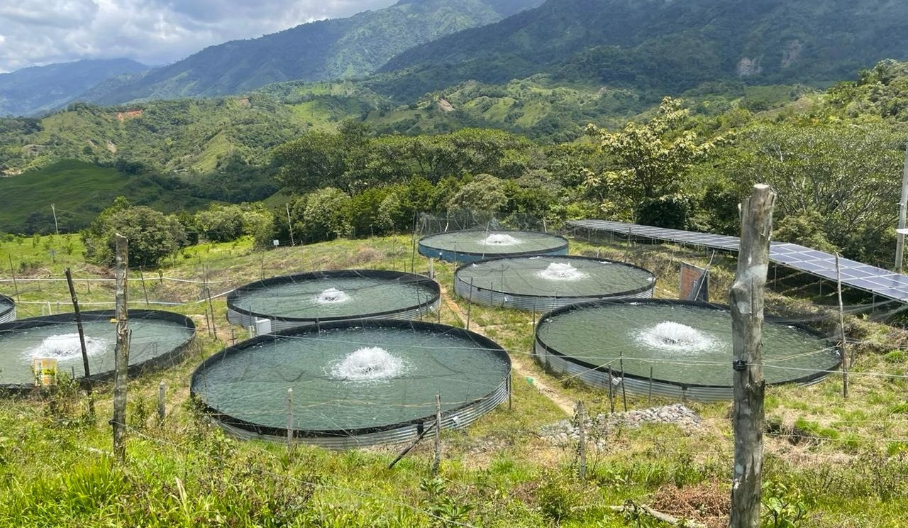 Productores de Chaparral y Lérida implementan tecnologías limpias en proyecto piscícola