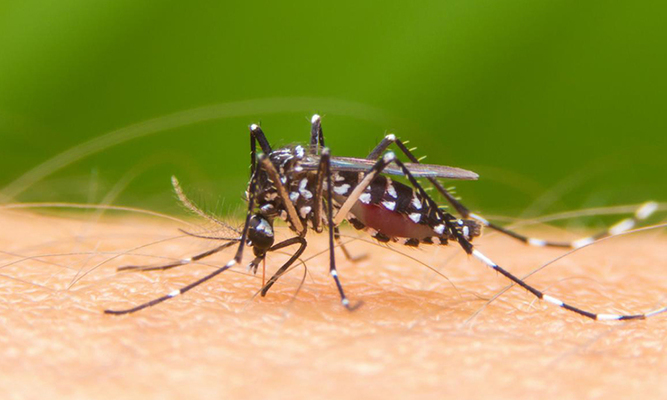 El Tolima no puede bajar la guardia frente al dengue