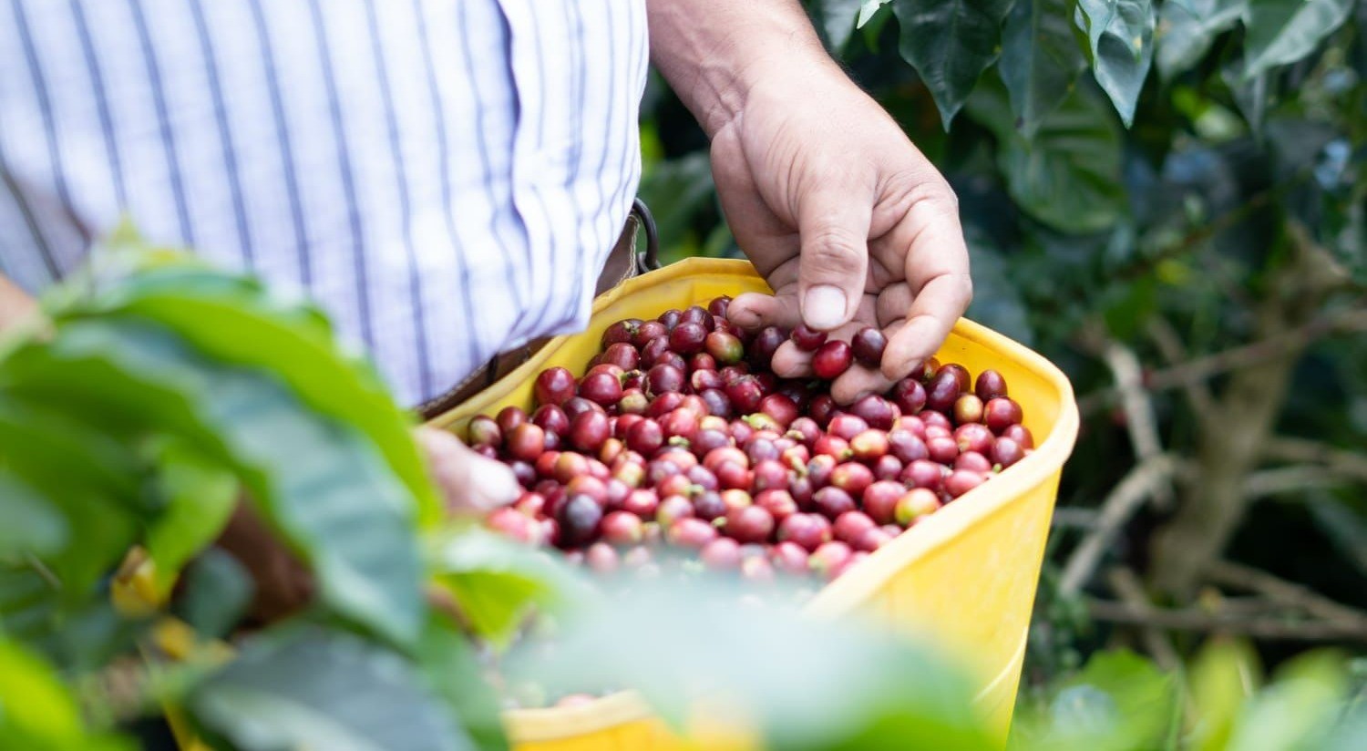 El Tolima tendrá feria internacional de café