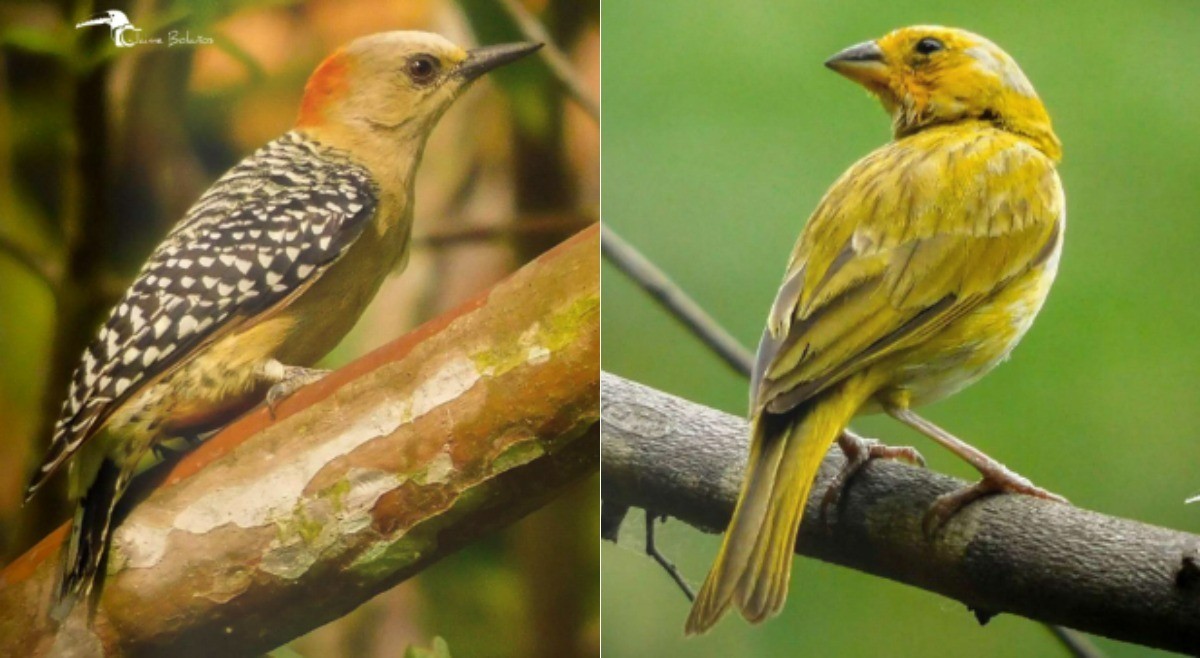Tolima: el paraíso de las aves