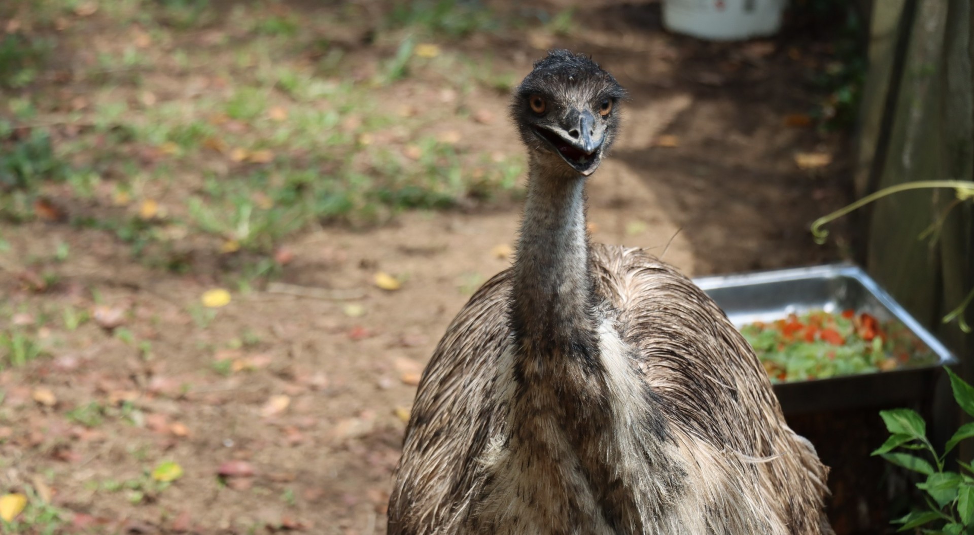 Trasladan a Melgar a un emú para que salve a su especie de la extinción
