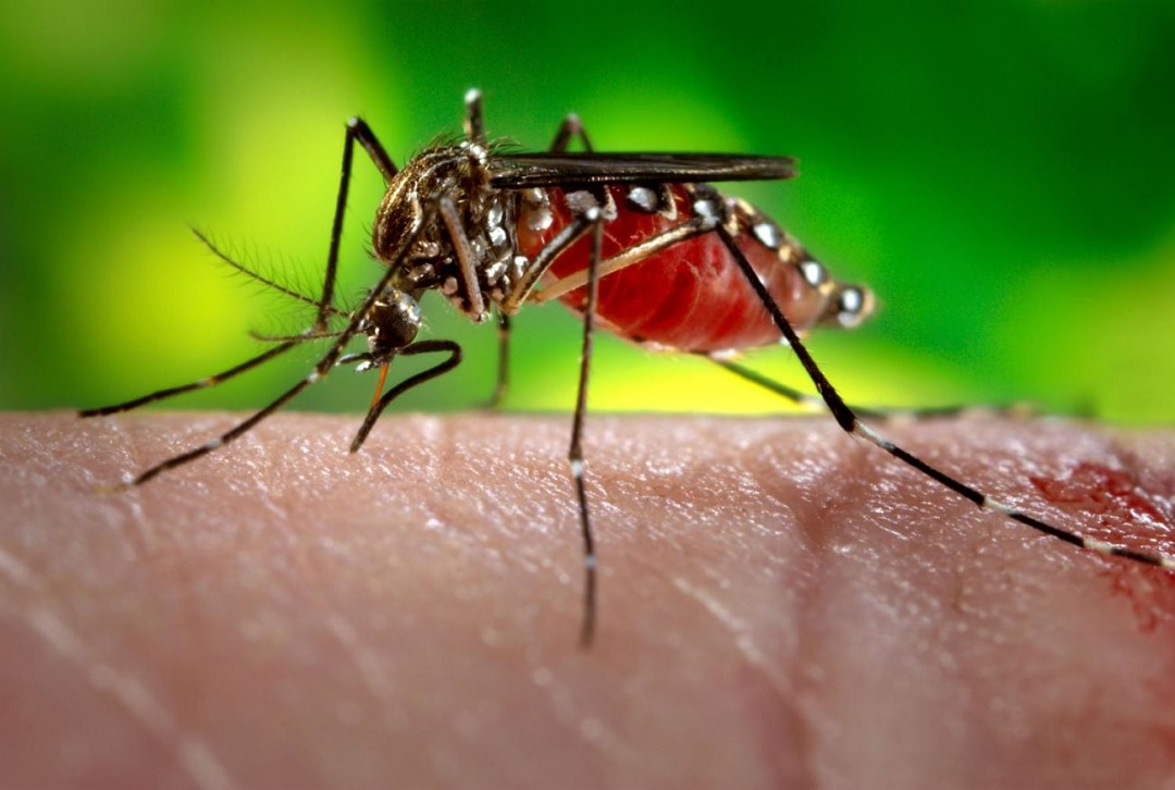 Ibagué en alerta por aumento en casos de Dengue