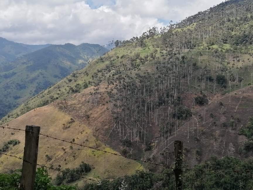 Alarmante panorama para la Palma de Cera en Toche