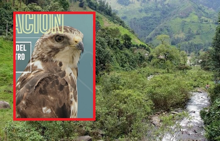 Se estarían cazando águilas cuaresmeras