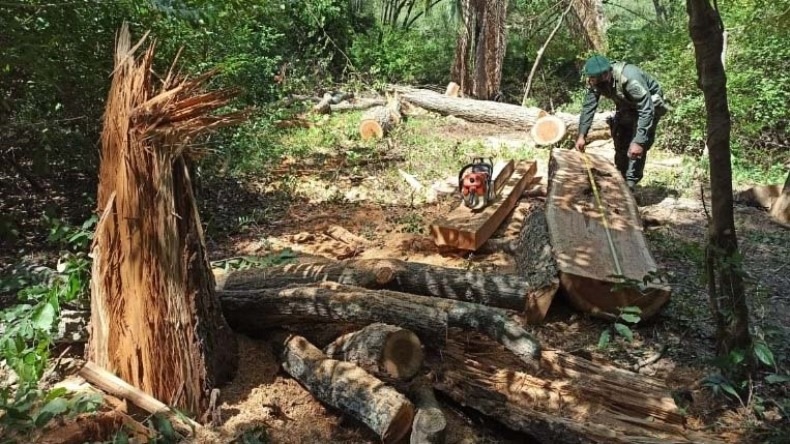 Freno a la tala ilegal de árboles en Ibagué